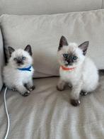 Britse korthaar kittens bluepoint, Meerdere dieren, Ontwormd, 0 tot 2 jaar