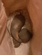 Yacon knollen, Ophalen