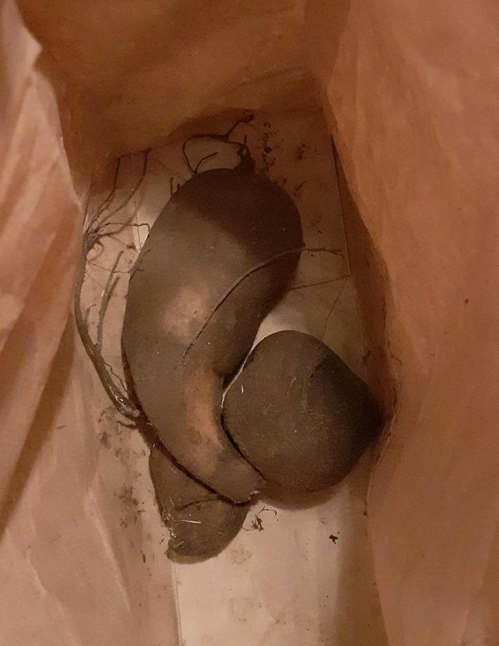 Yacon knollen, Diversen, Levensmiddelen, Ophalen