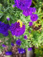 Bijen en Vlinder vaste planten Biologisch wijze gekweekt, Tuin en Terras, Planten | Tuinplanten, Zomer, Overige soorten, Ophalen