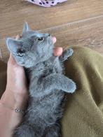 Prachtige Britse korthaar kittens te koop!, Dieren en Toebehoren, Meerdere dieren, Ontwormd, 0 tot 2 jaar