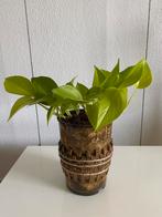 Epipremnum ‘ Golden Pothos ‘ ( Neon ) inclusief pot., Huis en Inrichting, Kamerplanten, Ophalen of Verzenden, In pot, Halfschaduw
