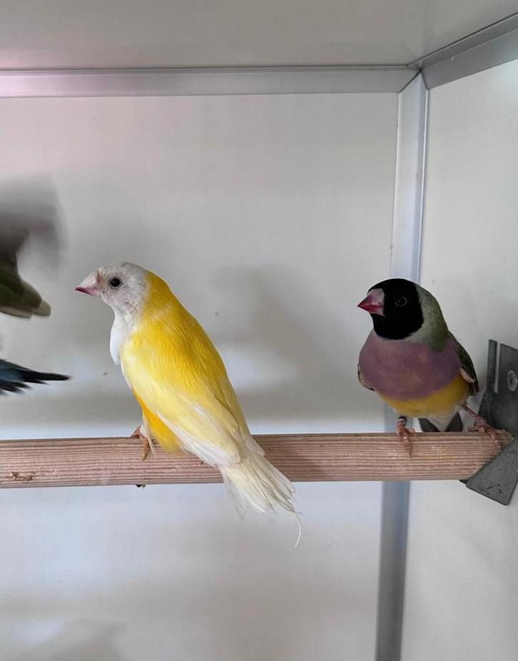 Inkoop en verkoop van vogels, Dieren en Toebehoren, Vogels | Overige Vogels, Meerdere dieren