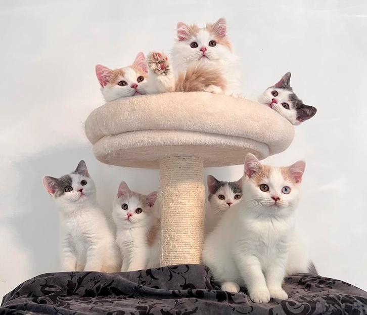 Met Stamboom, Dieren en Toebehoren, Katten en Kittens | Raskatten | Korthaar, Meerdere dieren, 0 tot 2 jaar, Met stamboom, Gechipt