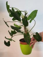 Philodendron burle marx, Huis en Inrichting, Kamerplanten, Ophalen of Verzenden, Halfschaduw, Minder dan 100 cm