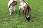 bonte dwerg (dek)bokjes, Dieren en Toebehoren, Schapen, Geiten en Varkens, Mannelijk, Geit, 0 tot 2 jaar