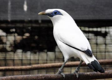 Mooi onverwant kweek koppel Bali spreeuw 