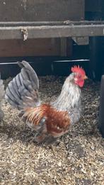 Knappe jonge serama haan, Dieren en Toebehoren