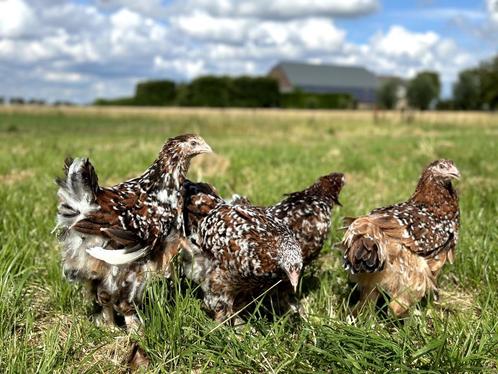 Jonge tamme Brahma kippen hennen gesekst en ingeënt, Dieren en Toebehoren, Pluimvee, Kip, Vrouwelijk