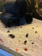 Slak etende slak 10st €7,50, Dieren en Toebehoren, Vissen | Aquariumvissen, Slak of Weekdier, Zoetwatervis