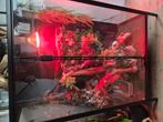2 super gezonde konings pythons, Dieren en Toebehoren, Reptielen en Amfibieën | Toebehoren, Ophalen, Zo goed als nieuw
