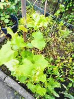Jonge Druivenplant voor de Tuin, Ophalen, Vaste plant, Fruitplanten, Volle zon