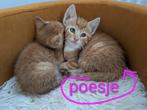 1 rode kitten poesje 💗, Meerdere dieren, Kortharig, 0 tot 2 jaar