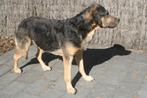 Taxidermie opgezette hond rottweiler Enkel bieden BOVEN 1500, Verzenden, Zo goed als nieuw, Hond of Kat, Opgezet dier
