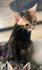 Bengaal MARBLE kittens beschikbaar, mogen al verhuizen, Dieren en Toebehoren, Katten en Kittens | Raskatten | Korthaar, Meerdere dieren