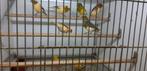 MOOIE HARLEKIJNEN, Dieren en Toebehoren, Vogels | Kanaries, Meerdere dieren, Zangkanarie