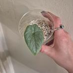 Alocasia melo #2, Huis en Inrichting, Kamerplanten, Ophalen of Verzenden, Halfschaduw, Minder dan 100 cm