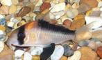 Corydora duplicareus - Koidream Valburg, Dieren en Toebehoren, Vissen | Aquariumvissen, Vis, Zoetwatervis, Schoolvis