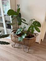 Antiek bed / planten houder op Wielen, Ophalen, Overige soorten, Halfschaduw, In pot