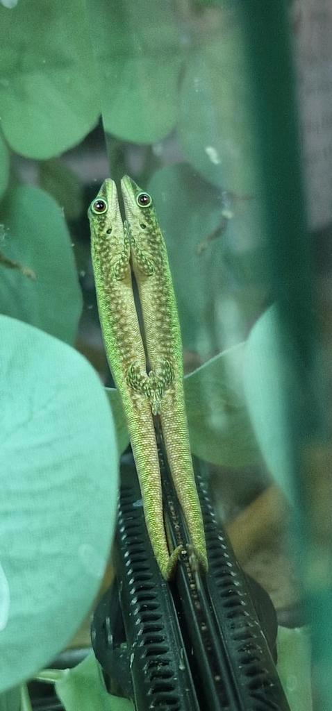 Phelsuma Robertmertensi, Dieren en Toebehoren, Reptielen en Amfibieën, Hagedis, 0 tot 2 jaar