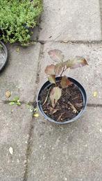 Kersenpruim rood, Ophalen, Minder dan 100 cm, Overige soorten