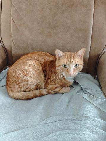 Lieve 2 jarige gecastreerde kater inclusief alle toebehoren beschikbaar voor biedingen