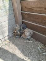 1 koppel Cochin x zijdehoender kriel, Dieren en Toebehoren, Meerdere dieren, Kip