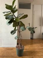 Tabaksplant ficus lyrata 180cm, Huis en Inrichting, Kamerplanten, Groene kamerplant, Ophalen, Ficus, 150 tot 200 cm