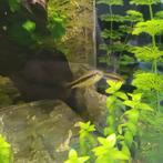 Crossocheilus Siamensis diverste maten., Dieren en Toebehoren