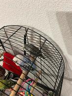 2 parkieten met koei  tam parkiet, Dieren en Toebehoren, Vogels | Parkieten en Papegaaien, Meerdere dieren, Parkiet, Tam