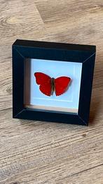 Vlinder opgezet taxidermie cymothoe sangaris in 3d lijst, Ophalen of Verzenden, Nieuw, Insect, Opgezet dier