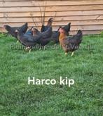 Kippen legkippen leghennen hennen vele rassen op voorraad, Dieren en Toebehoren, Pluimvee, Vrouwelijk, Kip