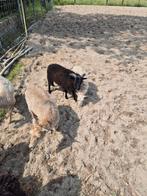 Oussantjes ooien en jonge rammen, Dieren en Toebehoren, Schapen, Geiten en Varkens, Meerdere dieren, Schaap