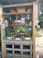 Kraam met planten, kamerplant, courget, jam etc, Volle zon, Groenteplanten, Eenjarig, Ophalen of Verzenden