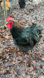 Zwarte Orpington haan, Dieren en Toebehoren, Mannelijk, Kip
