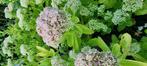 Sedum / Herbstfreude, Volle zon, Vaste plant, Herfst, Ophalen