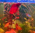 Rode kempvis betta, Vis