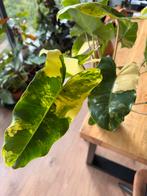Philodendron Burle Marx Variegata, Huis en Inrichting, Kamerplanten, Ophalen of Verzenden, Halfschaduw, Minder dan 100 cm