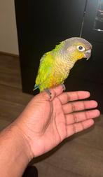 tamme pyrrhura 2025, Dieren en Toebehoren, Geslacht onbekend, Parkiet, Tam