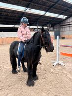 Sprookjesachtige brave 4 jarige Fell pony, B, Ruin, 3 tot 6 jaar, C pony (1.27m tot 1.37m)
