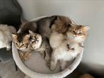Schattige British kittens zoeken een liefdevol thuis, Meerdere dieren, Ontwormd