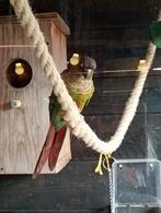 Koppel pyrrhura's, Dieren en Toebehoren, Vogels | Parkieten en Papegaaien, Meerdere dieren, Parkiet, Pratend