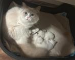 Ragdoll Kittens | 2 Poesjes en 1 Katertje, Meerdere dieren, Ontwormd, 0 tot 2 jaar