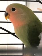 New babies, Agapornis love birds, Geslacht onbekend, Dwergpapegaai of Agapornis