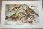 Antieke kleurenlitho - Vogels Gorzen (o.a. Geelgors) - 1900!, Ophalen of Verzenden, Voor 1940, Gebruikt