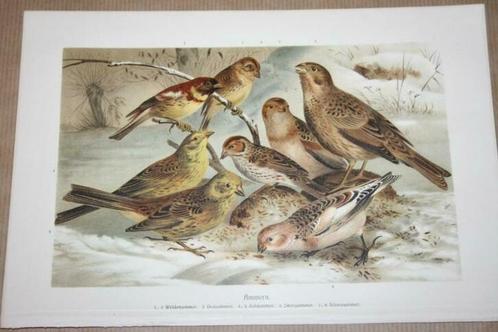 Antieke kleurenlitho - Vogels Gorzen (o.a. Geelgors) - 1900!, Verzamelen, Foto's en Prenten, Gebruikt, Voor 1940, Ophalen of Verzenden