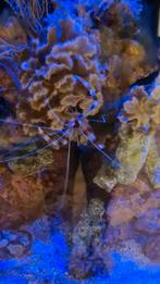 Zeeaquarium Kappersgarnaal, Dieren en Toebehoren, Vissen | Aquariumvissen, Kreeft, Krab of Garnaal, Zoutwatervis