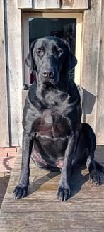 Flatcoated retriever, Rabiës (hondsdolheid), Reu, 1 tot 2 jaar, Eén hond