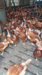Soepkippen / oude leghennen, Dieren en Toebehoren, Pluimvee, Mannelijk, Kip
