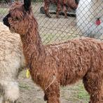 Alpaca dekhengst suri met prachtig stamboek, Dieren en Toebehoren, Overige Dieren, Juni, Mannelijk